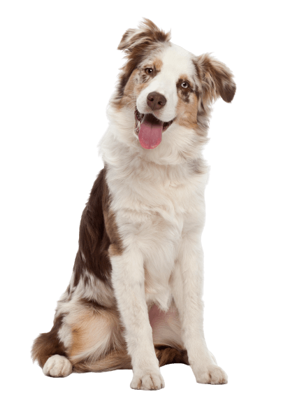 Affordable Pet Waste Removal in Washington