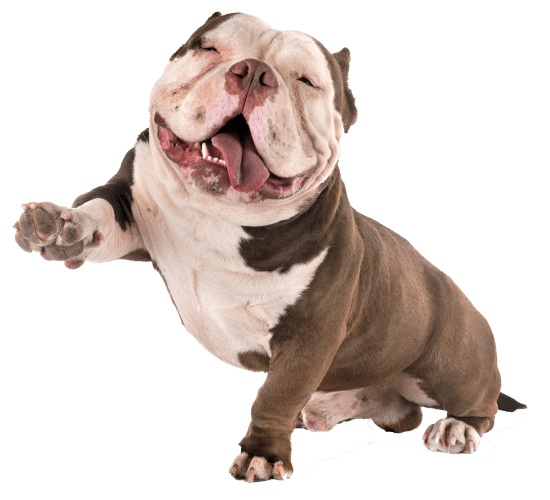 Pet Waste Removal Service in Bellevue Washington