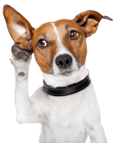 pet waste removal service in Bellevue WA 5