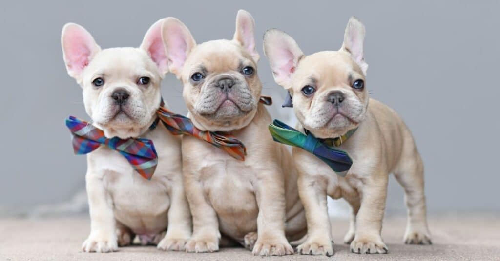 French Bulldogs most popular dog breed