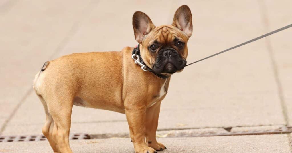 French Bulldogs popular dog breed