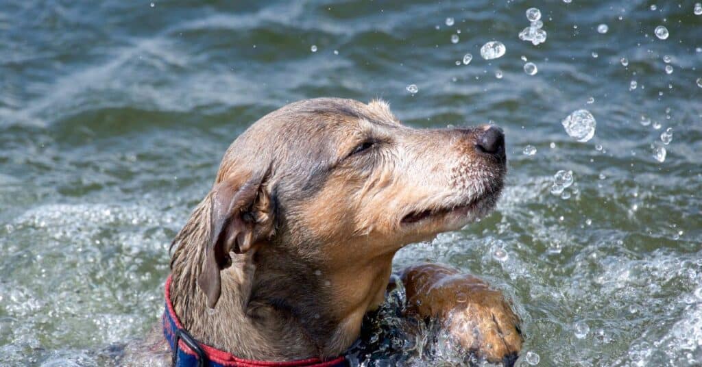 Teaching Dog to Swim