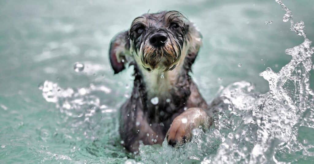 Your Dog to Swim